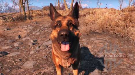 What to do if you have lost Dogmeat?