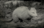Virginia opossum in the game RDR 2
